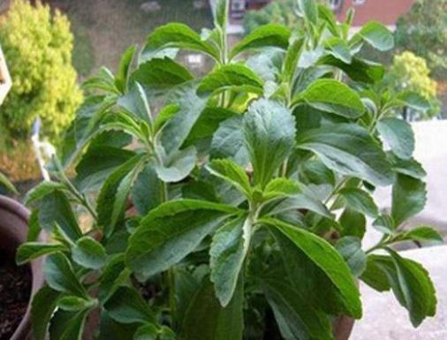 低热量|山中一种“野草”,叶子甜腻腻,低热量、不发胖,你们吃过吗?