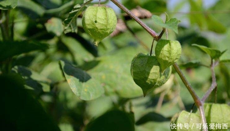 疝气|小时候喉咙疼,妈妈总会给我泡水喝这种野果