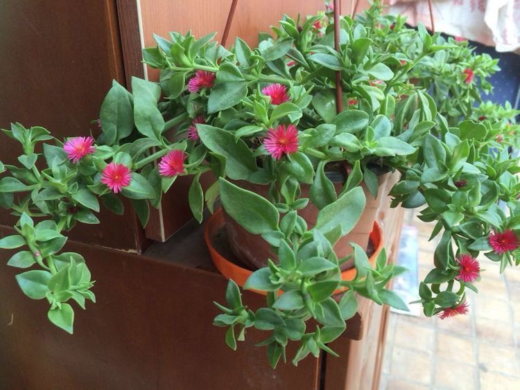 疯长|阳台就养几种花，浇水就疯长，60天就开花，比牡丹美！