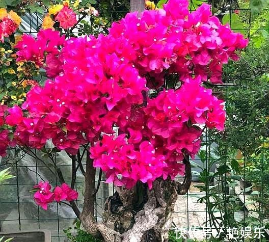三角梅|扦插三角梅,移栽“手法”很重要,提高成活率,移一棵活一棵