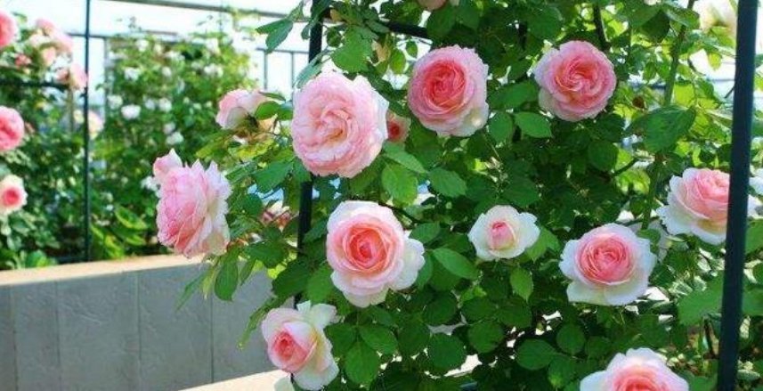 花海|4种花最喜欢夏天,不怕热,不休眠,越晒开花越旺,美成花海