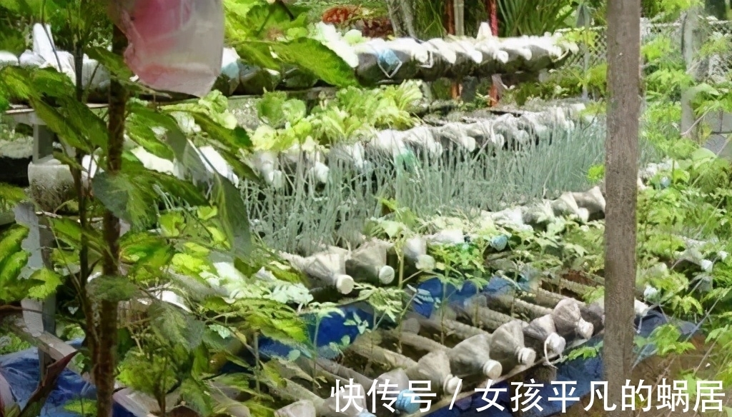 厨房里的油桶一个一个洗刷干净,拿来养花,省钱又好用