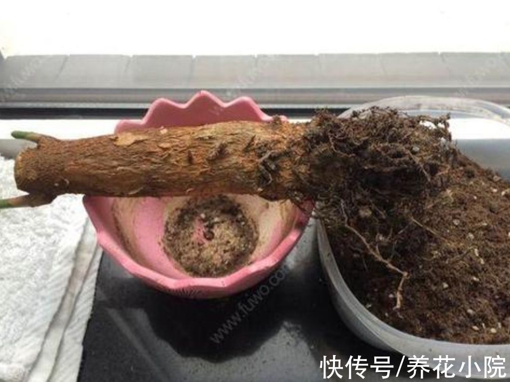 植株|天冷了，4种花要“穷养”，才能顺利过冬