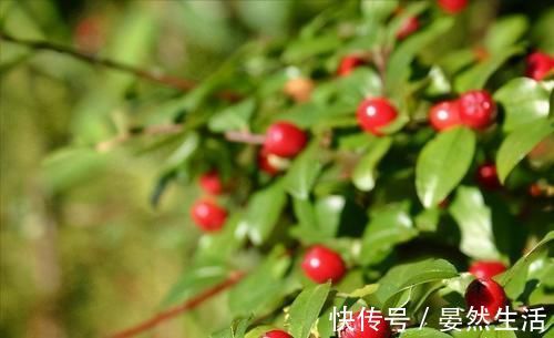 食物|女性不想被叫黄脸婆,推荐常吃3食物,排出毒素,细腻皮肤气色好