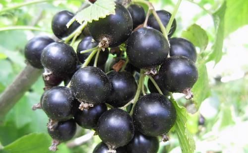 猕猴桃|对身体很好的3种养生菜,女性不妨常吃,养护血管,增强体质