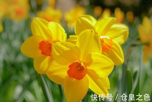 桃花|未来25天偶遇正桃花,碰见正良缘的,令人羡慕