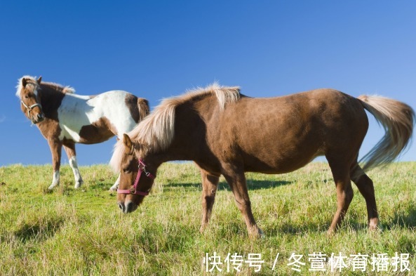 配对|和生肖蛇幸福配对的最佳伴侣是谁？家庭安康，婚姻幸福，事业顺心