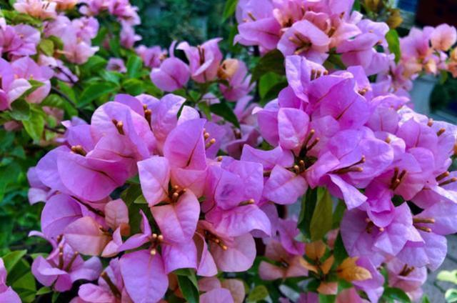 三角梅|养三角梅,避开3个“坑”,叶片不枯萎,一次开花几个月!