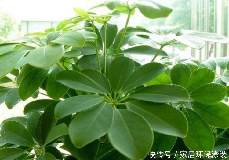 净化|3种花养了就爆盆,好养又便宜,家里空气好,比净化器管用