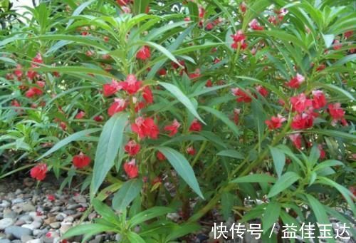 宫颈糜烂|十个人九个腰疼，常用此花泡水，腰不酸了，赶走风湿，手脚暖和