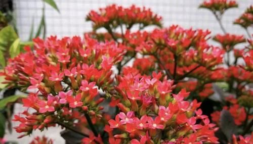 养10年的长寿花,变成“老桩”了,用2个方法1个经验,养好开花旺