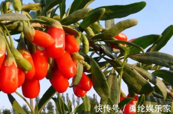 枸杞|坚持晚上吃几粒枸杞,用不到1个月,不仅皮肤美白了,还有3大好处