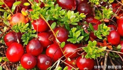 养护|推荐3种天然降压药,每天吃一点,降压降脂,养护心脏,早吃早好