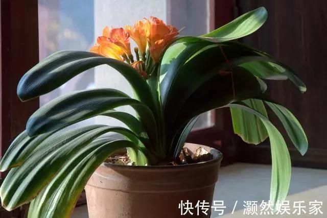 花盆|家里养的花叶子发黄可以给它换换土,此几种花不换土不易活