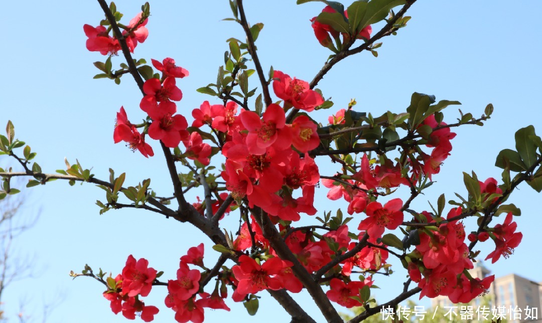 老年|春暖花开，踏青赏花正当时