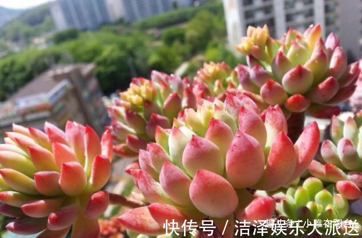 秋季|秋季养多肉可以淋雨吗有优点有缺点，做对“一点”，长成小胖子