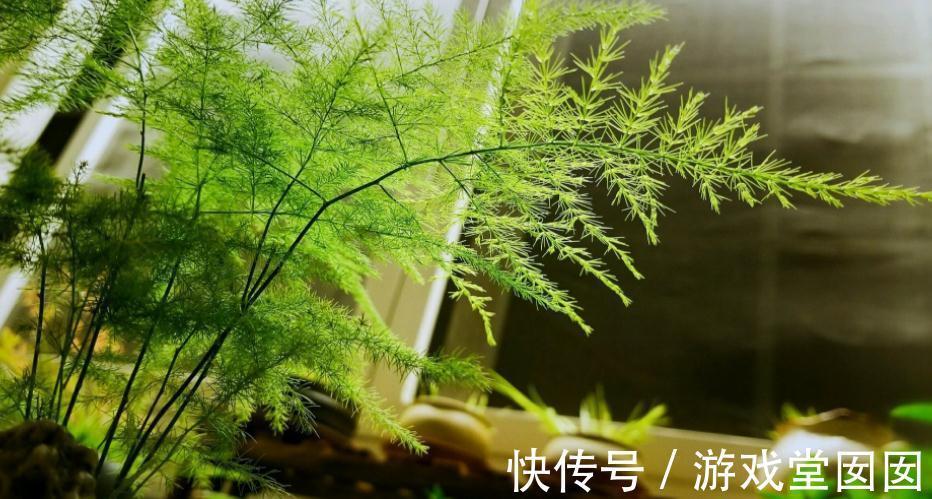 文竹不是竹,却有竹的气节,室内盆栽多注意3点,长得枝叶繁茂