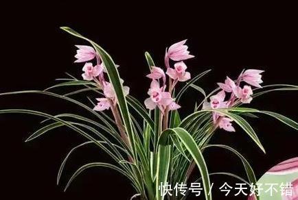 女儿红是荷瓣型兰花,其花色粉红可爱,让人深深感到着迷