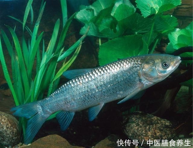 草鱼|草鱼为何难钓你错了！其实难的不是钓，而是鱼！