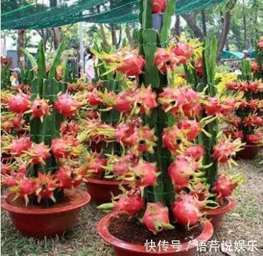 水果|立秋后,几粒“种子”扔盆里,10天成盆栽,来年“果子”挤爆盆