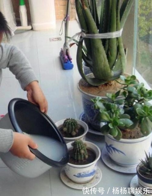 植株|养花这么“浇水”，迟早要“出事”，记住3点，啥花都好养