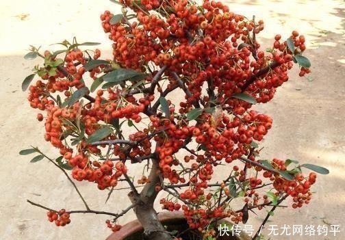 玉树|“耐干旱”的3种花，即使40天不浇水，一样“爆盆”，生长快！