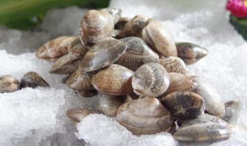 洗蛤蜊时，不要只用盐，教您一招，蛤蜊干净无沙放心吃，很实用