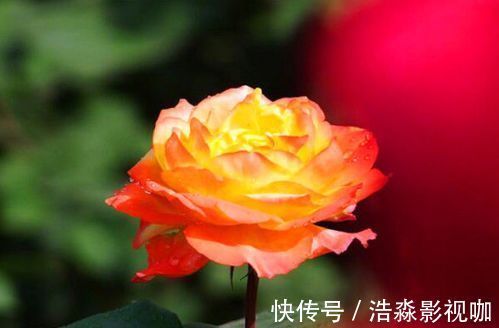 喜欢菊花,不如养盆“精品玫瑰”宠爱小姐,花开浓艳,立体感十足