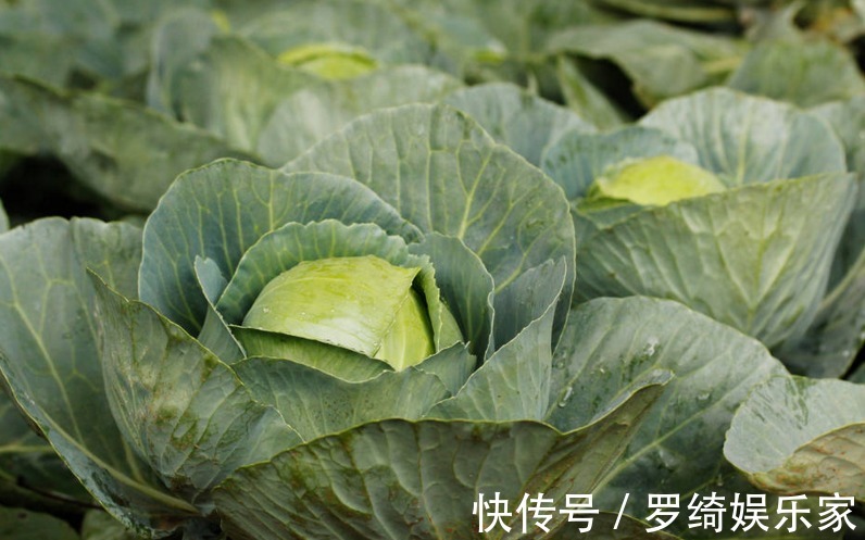 抗衰老|包菜抗衰老、强身壮骨，如何收获高产的包菜，农民种植只需五点