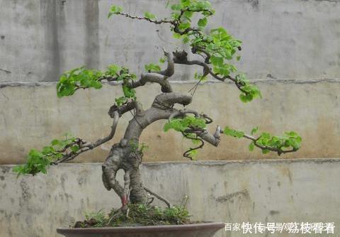 最有价值的6个树桩,做成盆景增值潜力大