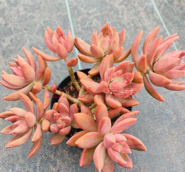 新手养不好多肉植物?多半是6件事做错了,来看看你中了几招?