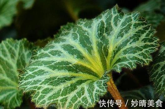 金线吊芙蓉|这一种长在岩缝的野草,人称“金线吊芙蓉”,能祛风还可以治风疹