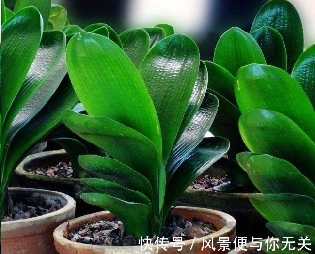 如何挑选君子兰优质君子兰有明显的“特点”，花大色艳叶片美
