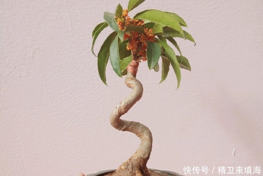 扦插|家养桂花出“贵子”,教你用“1根”枝条,30天养成桂花盆栽!