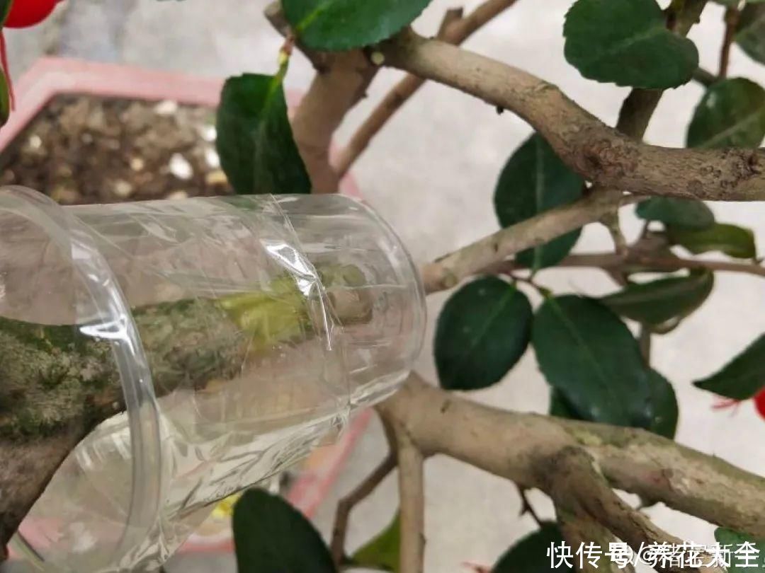 大粗杆子扦插，泥巴一裹就生根，秒变老桩大户