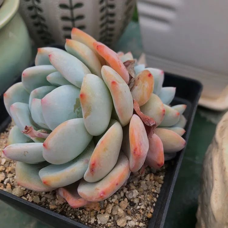 浇水|多肉小白三年励志对比养自己的花,爱自己的宇宙!