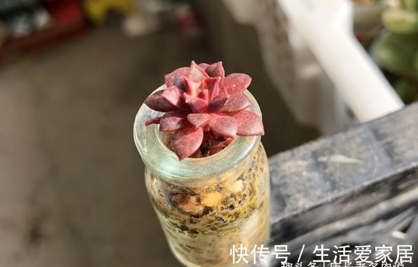 事儿|用超级拇指盆来养多肉?完全可以,只要你愿意,这都不是事儿