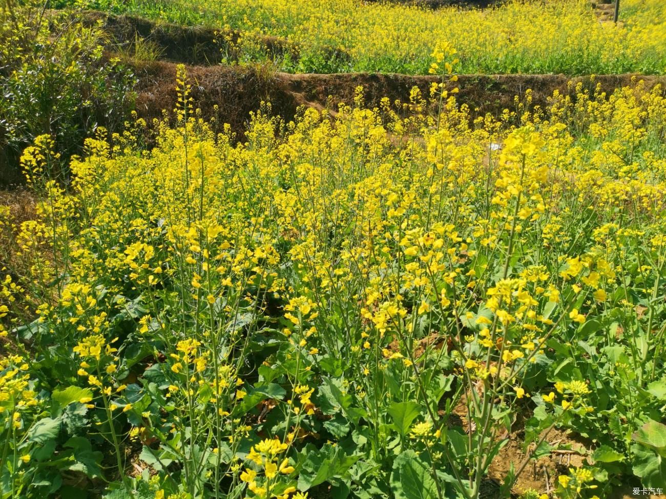 闲游阿婆六茶花谷