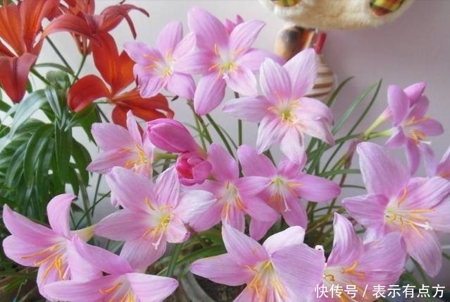 上班族适合养的花,浇点水就开花,有光就爆盆,一开就是300多