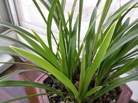 散射光照|家里兰花“只长叶子、不开花”做了这2步,直冒花箭