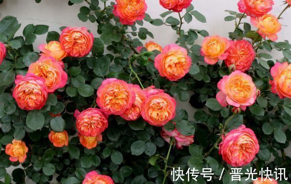 荷花|几种花卉养在家里,花大色艳胜玫瑰,喜庆又漂亮