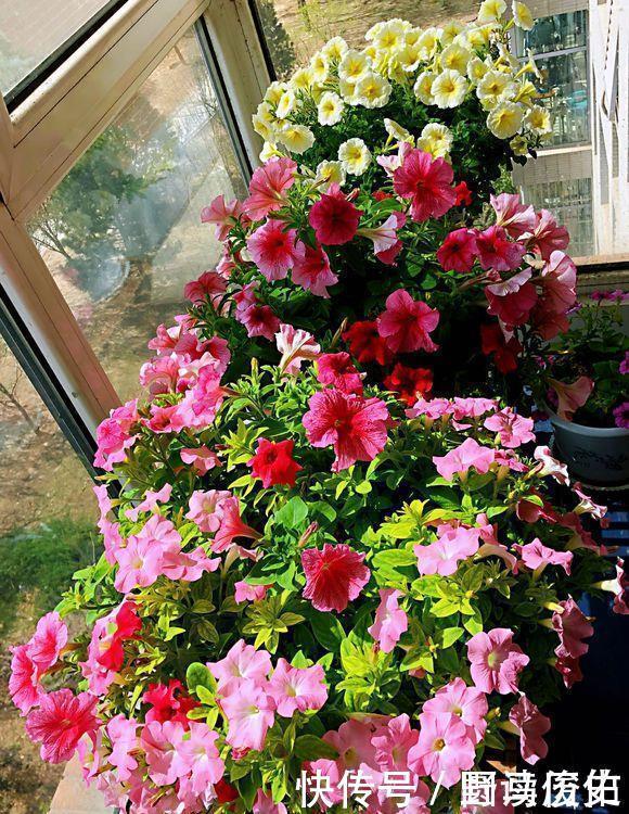 修剪|4种花,就是欠修理,不修不剪不成器,越剪越旺花越爆