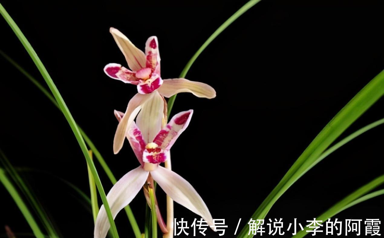 为啥有些兰花买来是红花,复花时就不红了