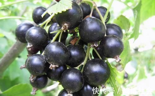 血管|对身体很好的3种养生菜,女性不妨常吃,养护血管,增强体质