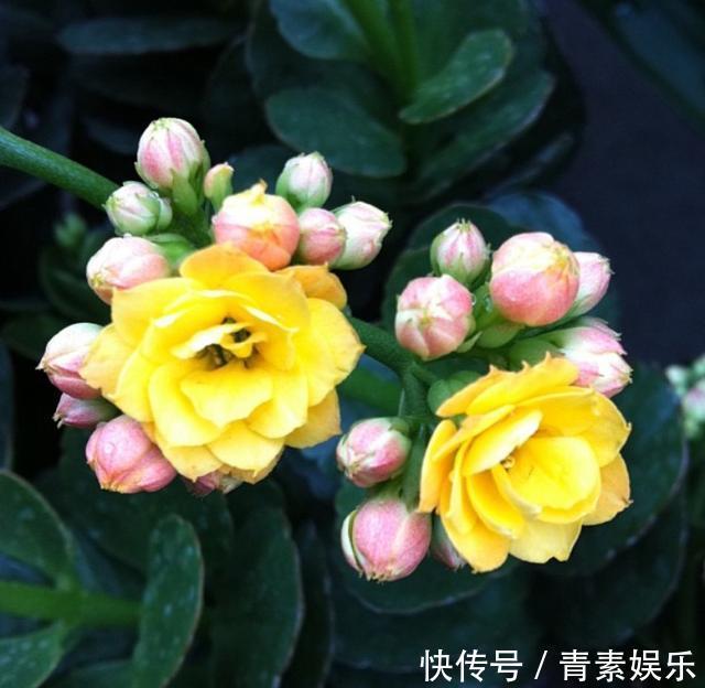 发酵|给长寿花吃点“橘子皮”,从此不在担心长寿花不开花啦