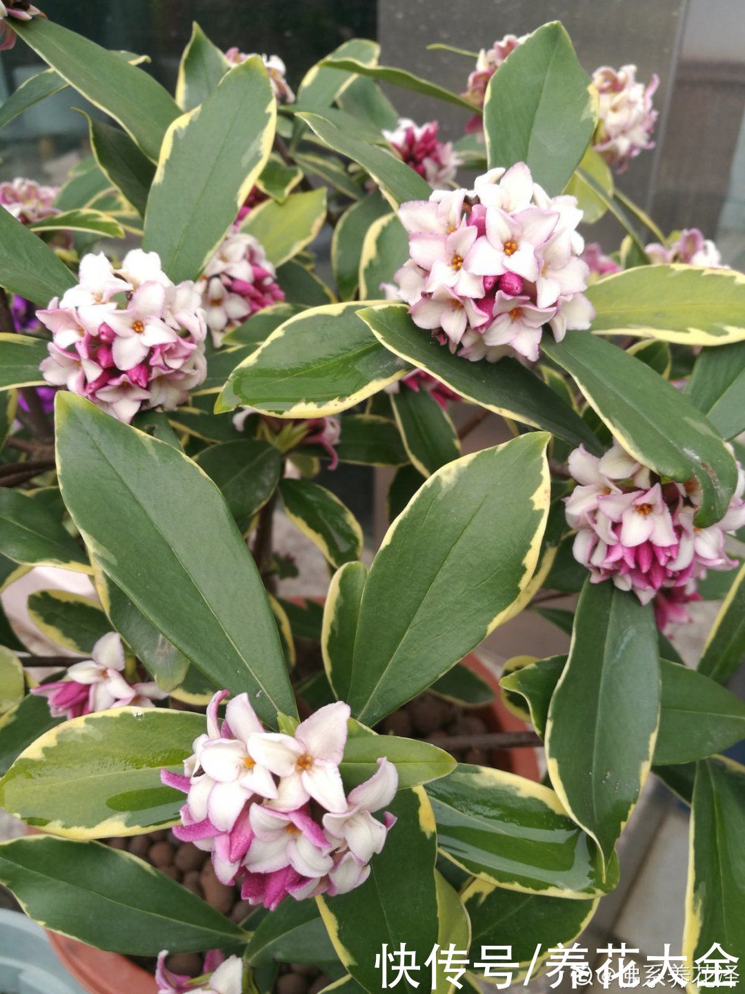 蟹爪兰|立秋后，7种花要“苏醒”，可以放手养了