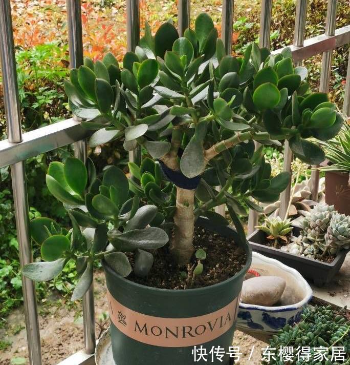 盆栽|两种皮实好养的绿植,易扦插,姿态优美,变老桩盆景