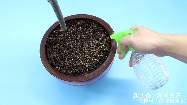 西红柿烂了别丢,越烂就越好,以前丢浪费了