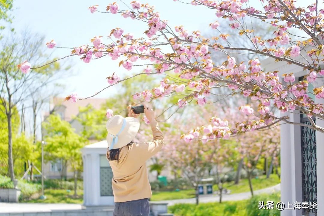 马鞭草|月月有花看，季季有花开！这个“花的世界”惊艳你的一年四季！