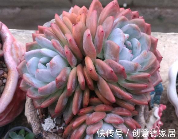 栽种|橙梦露很受欢迎,趁秋天好养护,买两棵,教你把状态养的更好